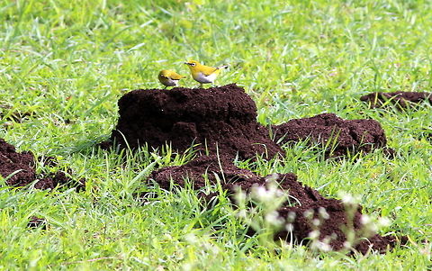 White eye oriental couple  Geotagged,India,Oriental White-eye,Summer,Zosterops palpebrosus