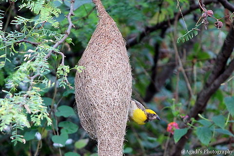 Male Bird This bird was busy in making its Nest safe and female was busy in feeding the young one's.  Baya Weaver,Fall,Geotagged,India,Ploceus philippinus
