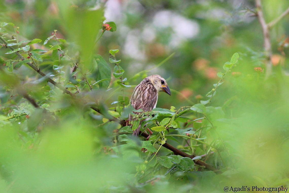 Female Baya weaver Bird The couple were so busy in handling their responsibilities. A break , she was relaxing between the bushes. Baya Weaver,Fall,Geotagged,India,Ploceus philippinus