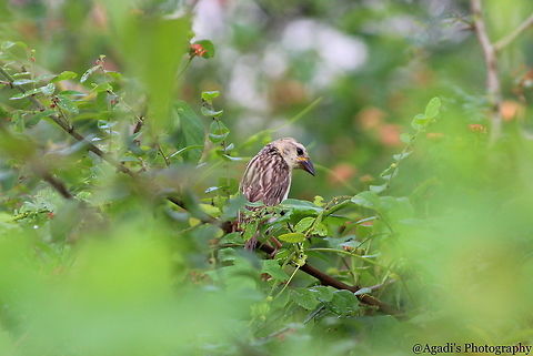 Female Baya weaver Bird The couple were so busy in handling their responsibilities. A break , she was relaxing between the bushes. Baya Weaver,Fall,Geotagged,India,Ploceus philippinus
