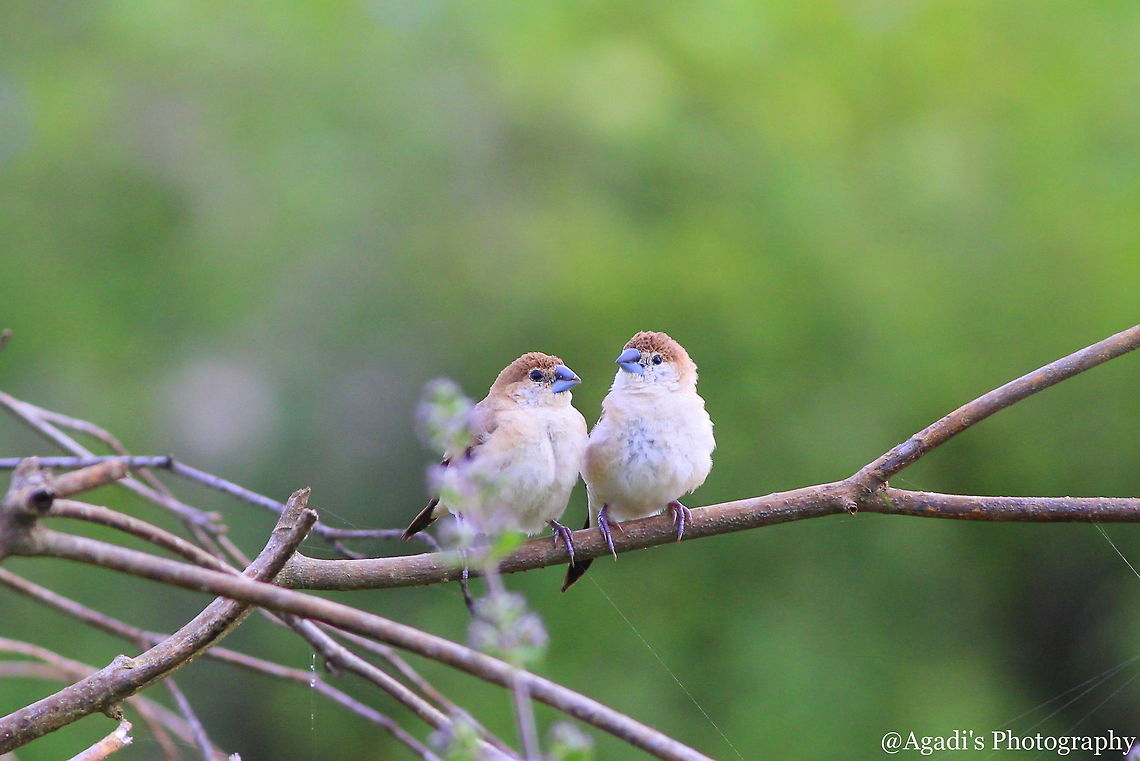 Indian Silver Billed Munia Couple  Fall,Geotagged,India,Indian Silverbill,Lonchura malabarica