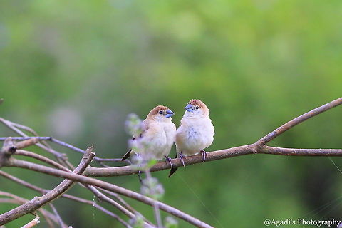 Indian Silver Billed Munia Couple  Fall,Geotagged,India,Indian Silverbill,Lonchura malabarica