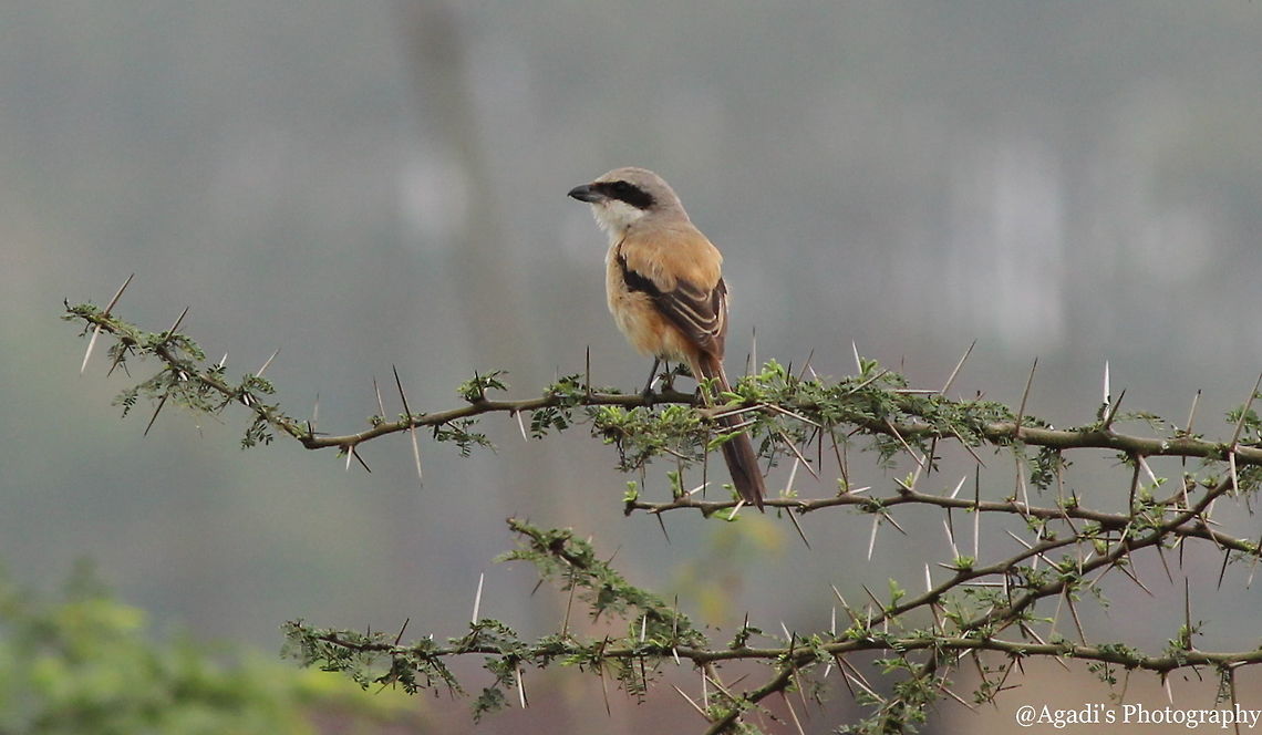 The Long-tailed Shrike  Bay-backed shrike,Fall,Geotagged,India,Lanius collurio,Lanius cristatus,Lanius schach,Lanius vittatus,Long-tailed Shrike,Red-backed Shrike