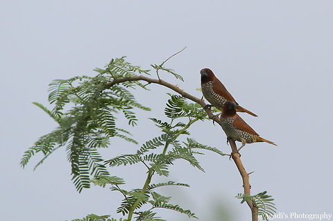 Scaly Breasted Munia Couple  Fall,Geotagged,India,Lonchura punctulata,Scaly-breasted munia