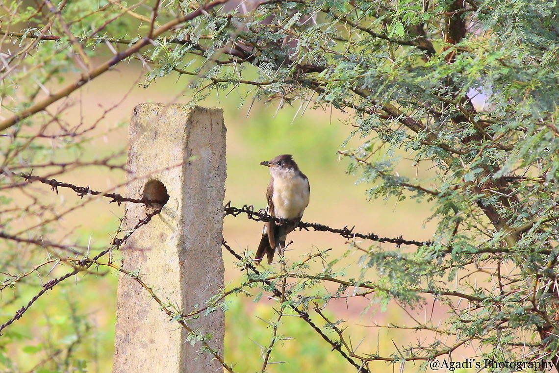 Cuck00 I have no clue of this Species, Help me to identify this cuty..! :) Couldn&#039;t get much closer than this one. Clamator jacobinus,Fall,Geotagged,India,Jacobin cuckoo