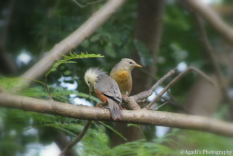 Malabar Starling Couple A beautiful morning where I got a chance to photograph many couple species. This is my first species of this kind. Original image cropped. Chestnut-tailed starling,Fall,Geotagged,India,Malabar starling,Sturnia blythii,Sturnia malabarica