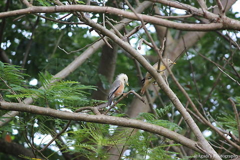 Malabar Starling Couple  Fall,Geotagged,India,Malabar starling,Sturnia blythii