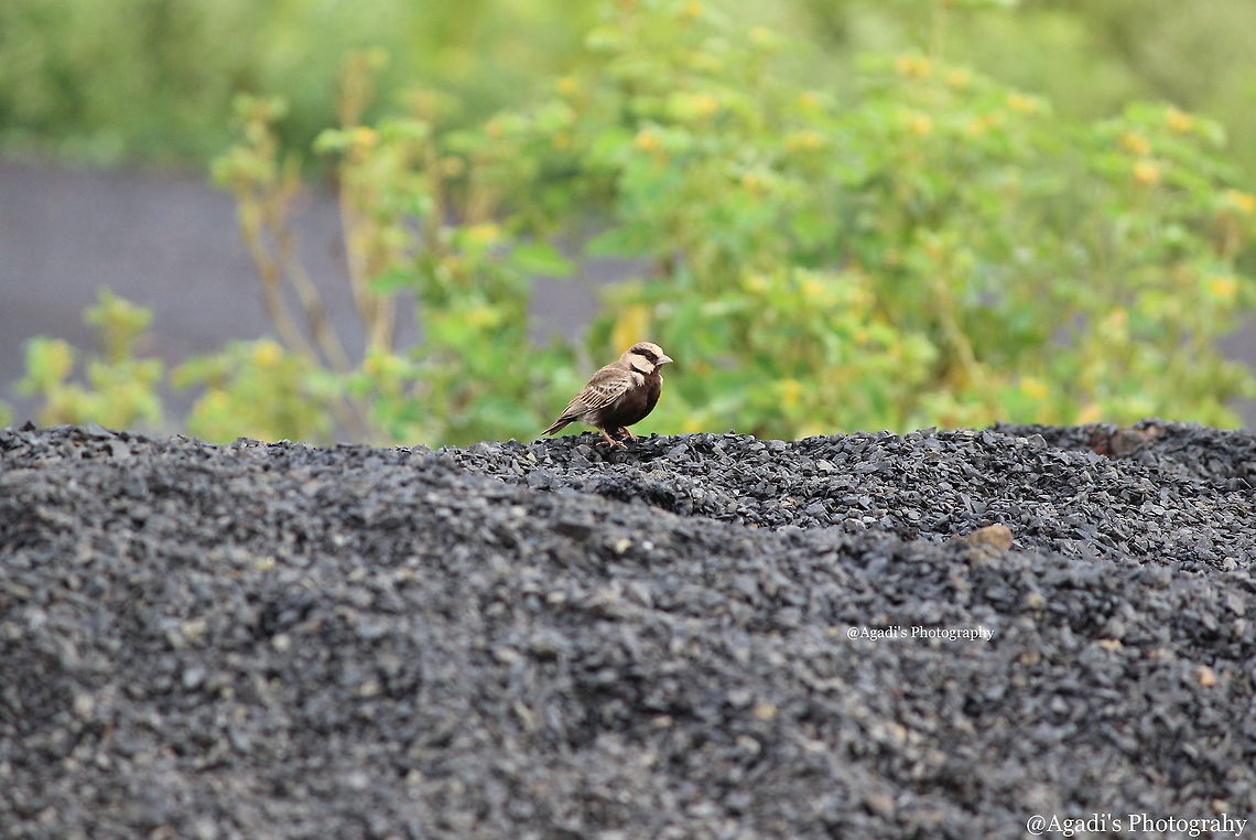 ASHY-CROWNED SPARROW-LARK (Male)  Ashy-crowned sparrow-lark,Eremopterix griseus,Fall,Geotagged,India