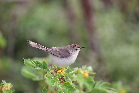 The Plain prinia This is a small sized bird captured feeding on insects in the bushes.  Fall,Geotagged,India,Plain prinia,Prinia inornata