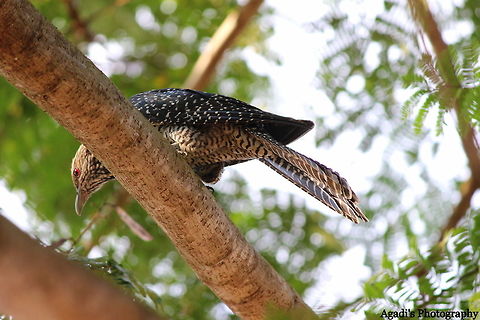 Asian  Koel - Female  Asian koel,Eudynamys scolopaceus,Fall,Geotagged,India