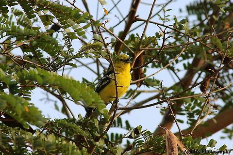 Common Iora - Its Morning calls wakes me up for a pleasant Day.  Aegithina tiphia,Common Iora,Fall,Geotagged,India