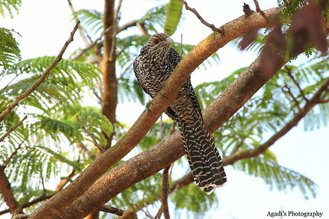Asian Koel - Female  Asian koel,Eudynamys scolopaceus,Fall,Geotagged,India