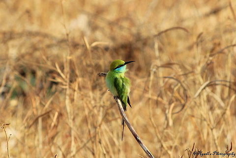 Green Bee Eater  Geotagged,Green bee-eater,India,Merops orientalis,Nyctyornis athertoni,Winter,blue bearded bee eater