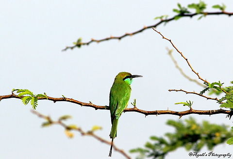 Green Bee-eater perched on twig  Geotagged,Green bee-eater,India,Merops orientalis,Winter