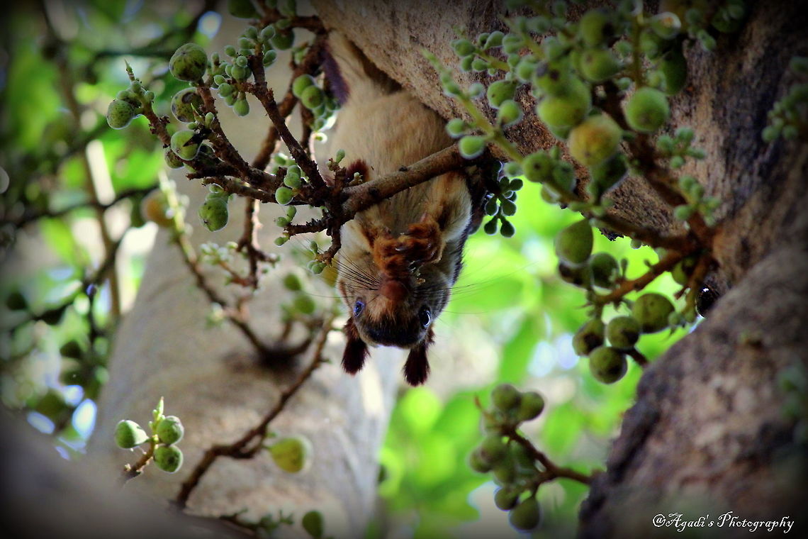 Malabar Gaint Squirrel This squirrel was crawling from the top branch on a huge berries tree, There was slight deficit of light, it was adjusted in Post processing.   Geotagged,India,Indian Giant Squirrel,Ratufa indica,Winter