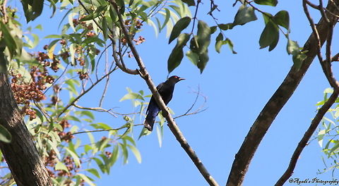 Malabar Whistling Thrush  Geotagged,India,Malabar whistling thrush,Myophonus horsfieldii,Winter