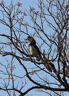 Malabar Pied Hornbill  Anthracoceros coronatus,Geotagged,India,Malabar pied hornbill,Winter