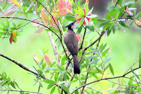 Bulbul  Geotagged,India,Pycnonotus jocosus,Red Whiskered Bulbul,Spring