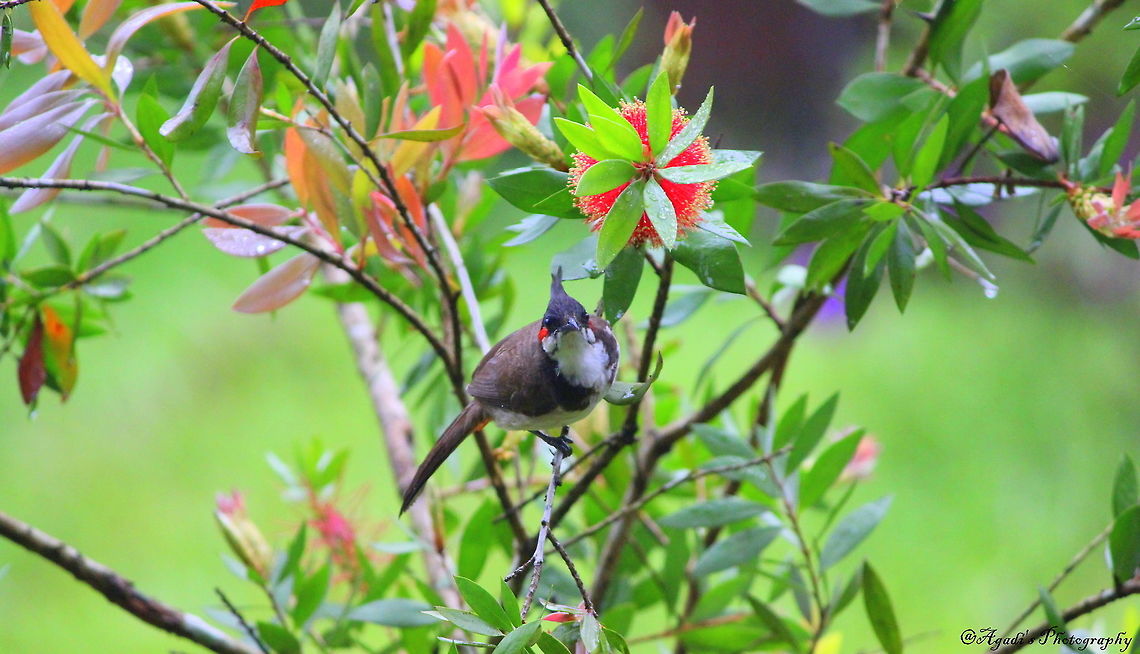 Bulbul  Geotagged,India,Pycnonotus jocosus,Red Whiskered Bulbul,Spring