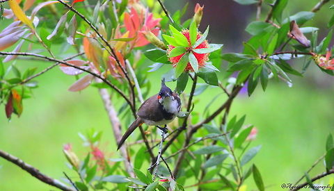 Bulbul  Geotagged,India,Pycnonotus jocosus,Red Whiskered Bulbul,Spring