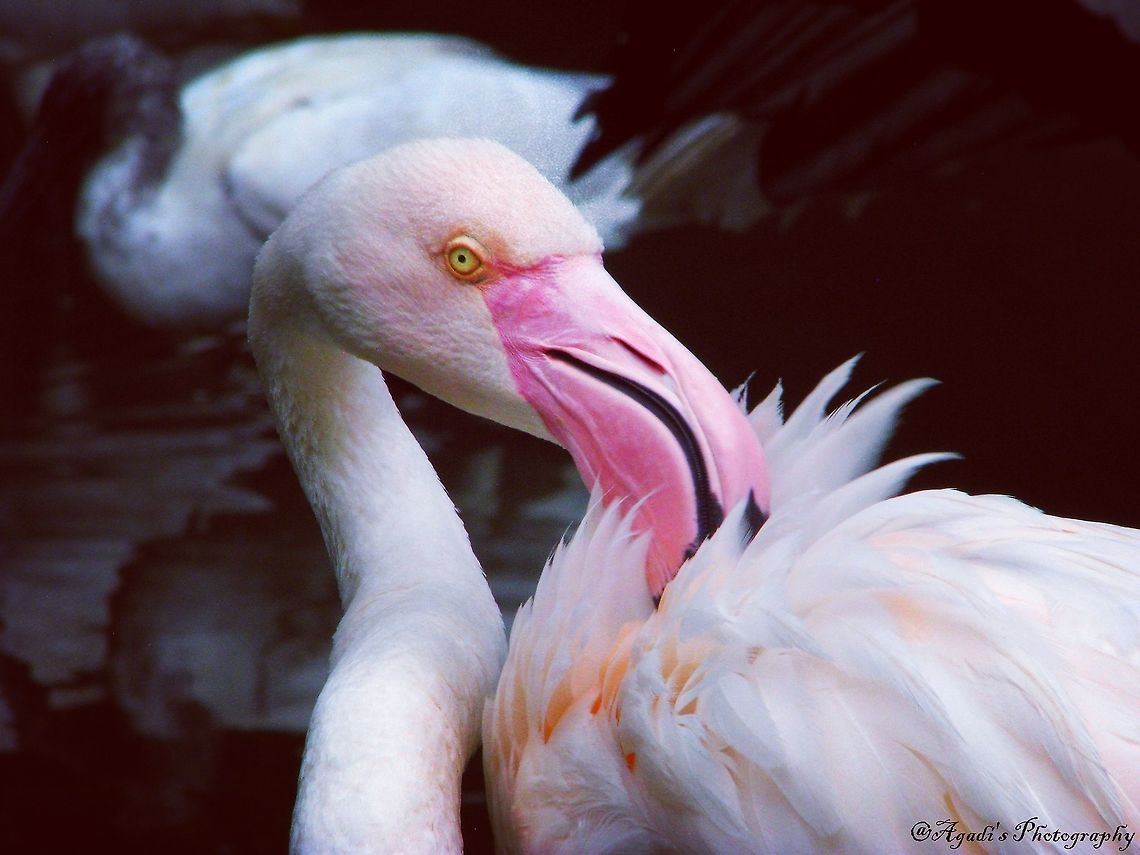 Flamingo Something itching...., But I&#039;m comfortable....!! we Geotagged,Germany,Greater flamingo,Phoenicopterus roseus