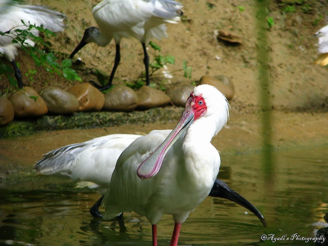 Spoon Billed Stork  African Spoonbill,Calidris pygmaea,Geotagged,Germany,Platalea alba,Spoon Billed