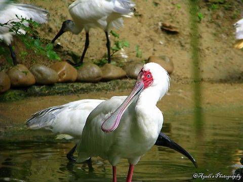 Spoon Billed Stork  African Spoonbill,Calidris pygmaea,Geotagged,Germany,Platalea alba,Spoon Billed