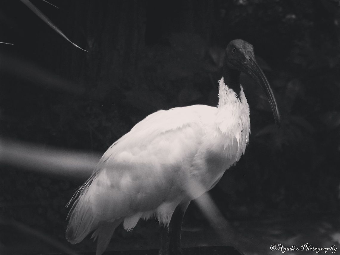 Ibis  Black-headed Ibis,Geotagged,Germany,Threskiornis melanocephalus