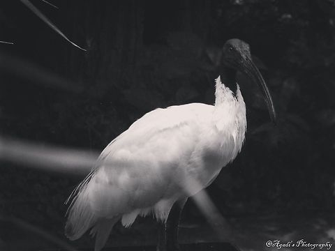 Ibis  Black-headed Ibis,Geotagged,Germany,Threskiornis melanocephalus