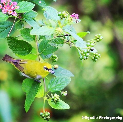White Eyed Oriental  Geotagged,India,Oriental White-eye,Zosterops palpebrosus,white eye