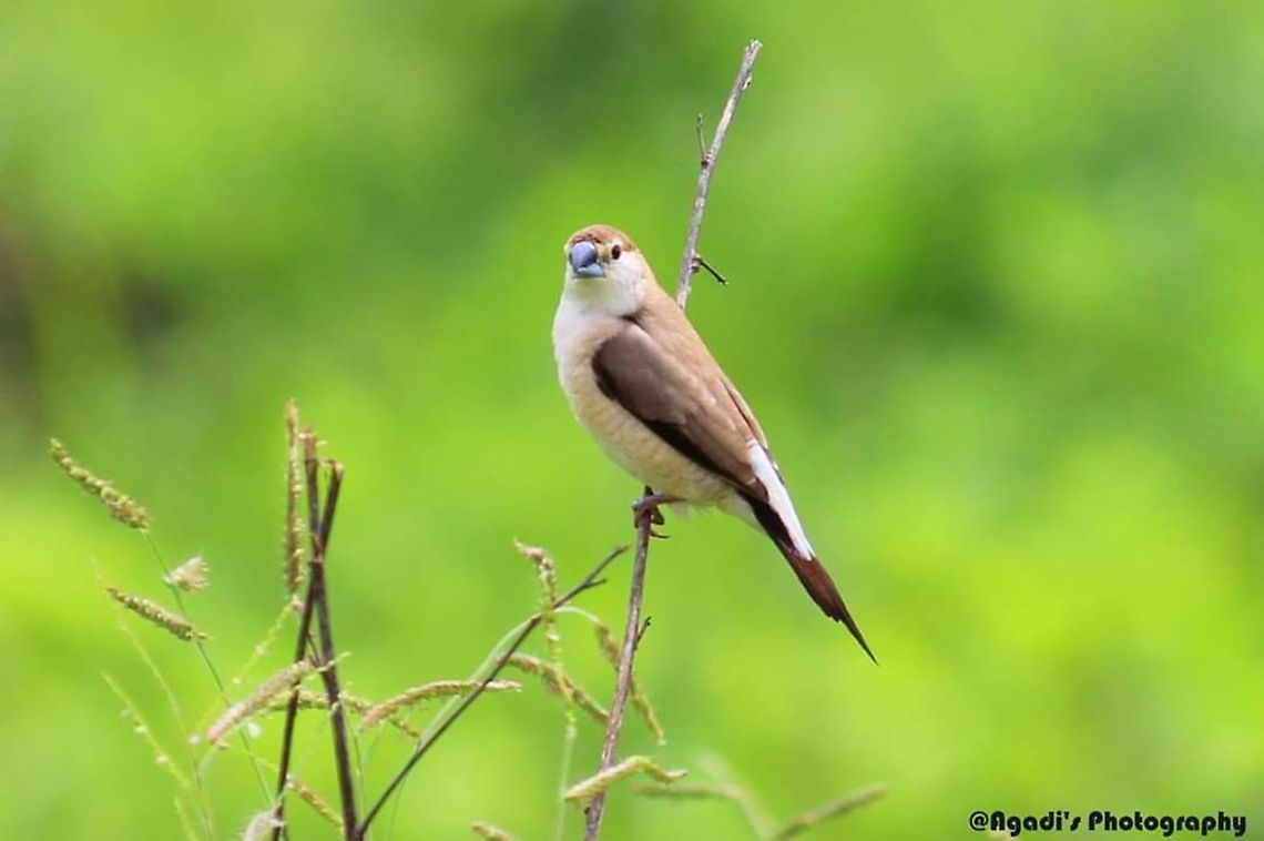 Silver billed Munia  Geotagged,India,Indian Silverbill,Lonchura malabarica