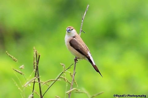 Silver billed Munia  Geotagged,India,Indian Silverbill,Lonchura malabarica