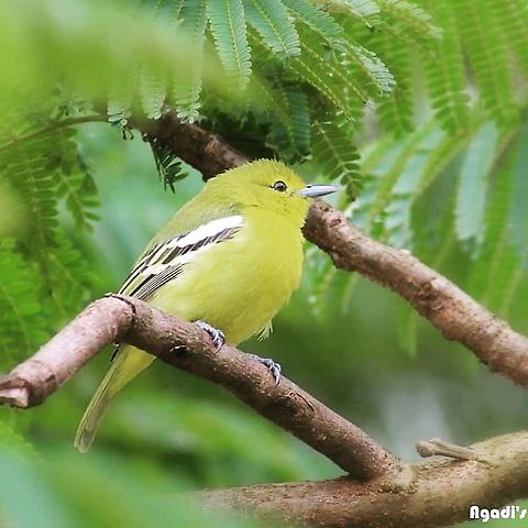 Common Iora  Aegithina tiphia,Common Iora,Geotagged,India