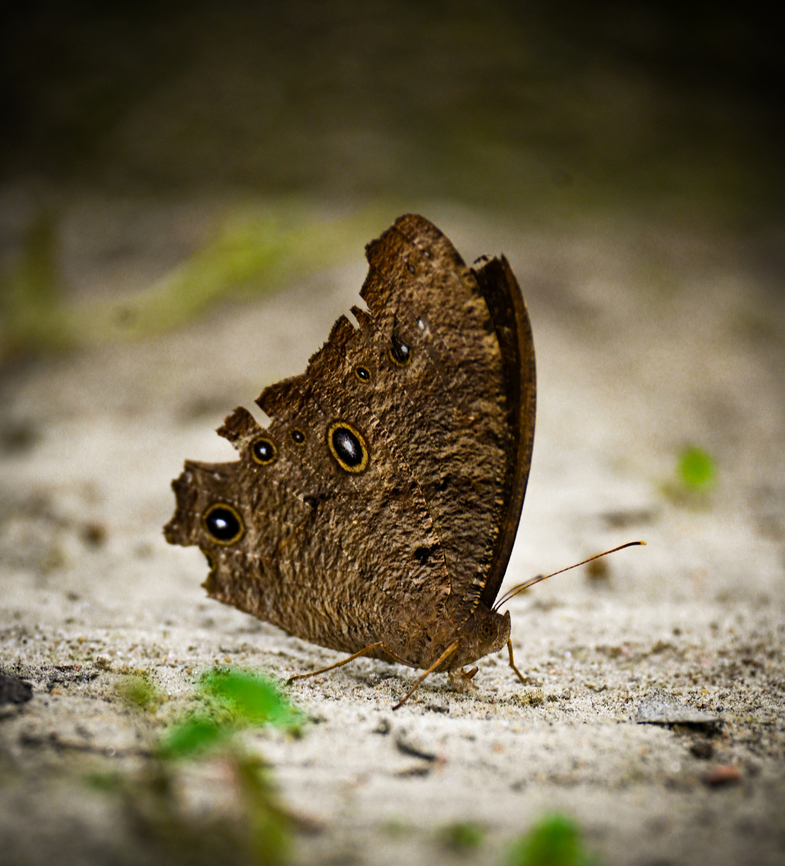 Common evening brown resting on ground Took from Abanindranath Tagore's Garden House by The_artificial_eye00. Common evening brown,Melanitis leda