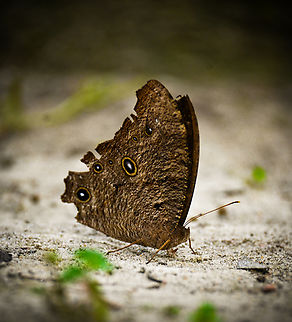 Common evening brown resting on ground Took from Abanindranath Tagore's Garden House by The_artificial_eye00. Common evening brown,Melanitis leda