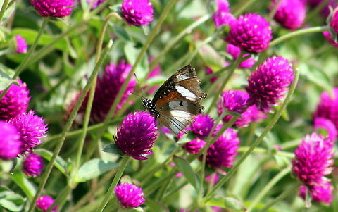 Male danaid eggfly  Danaid Eggfly,Geotagged,Hypolimnas misippus,India