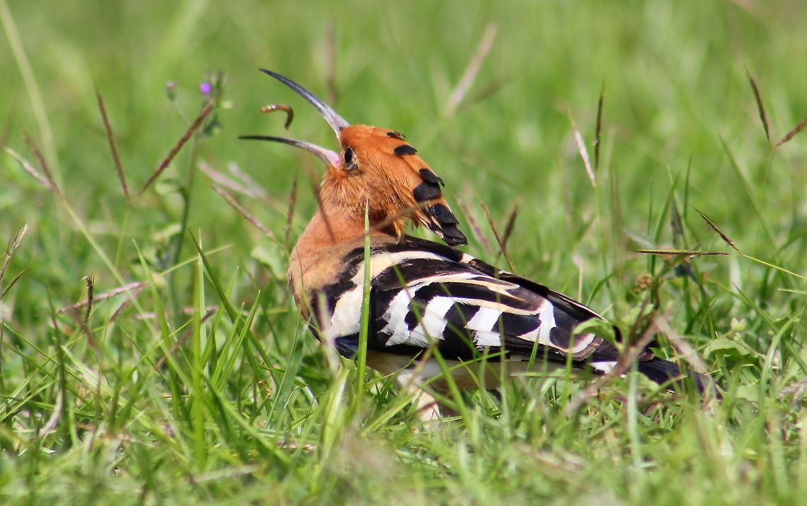 Hoopoe  Geotagged,Hoopoe,India,Upupa epops