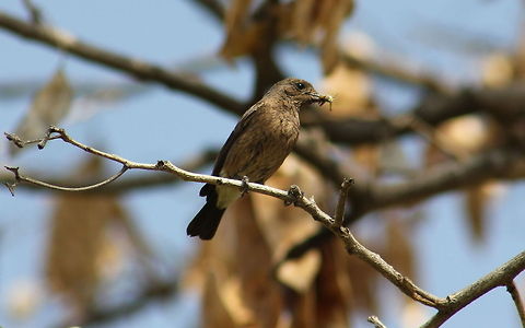 Bush Chat  ( Female ) Female of race bicolor, India  Geotagged,India,Pied Bush Chat,Saxicola caprata