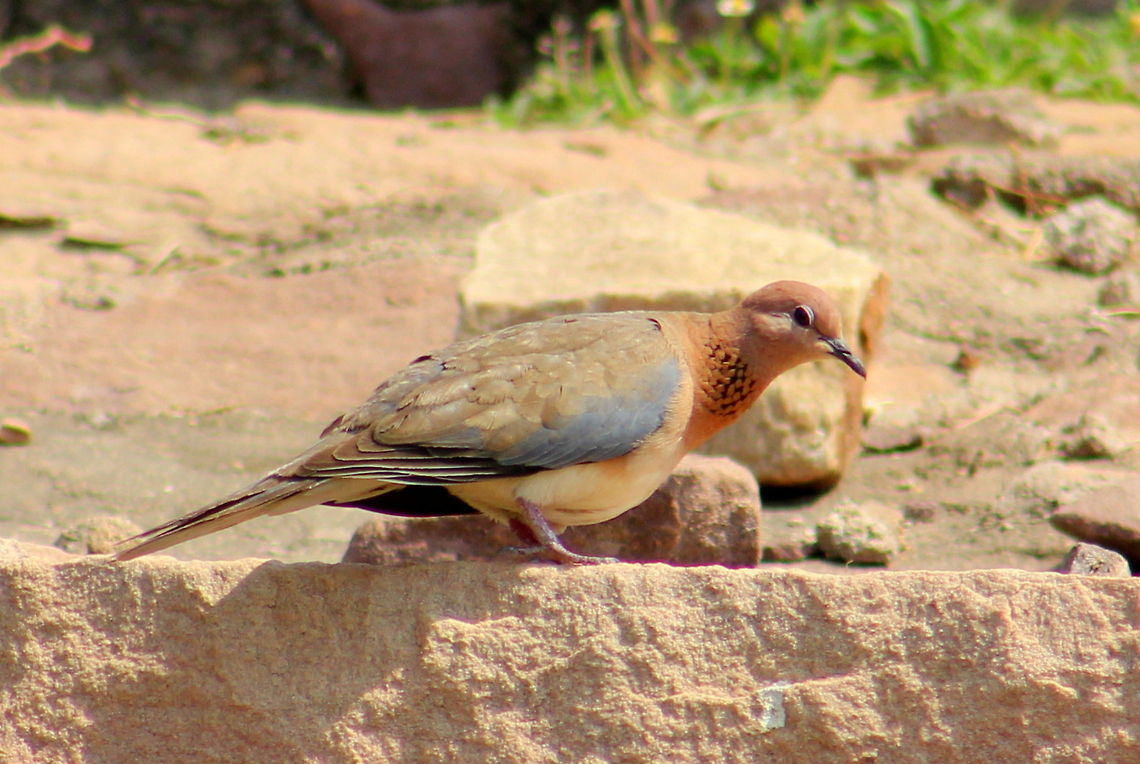 The Laughing Dove  Laughing Dove,Spilopelia senegalensis