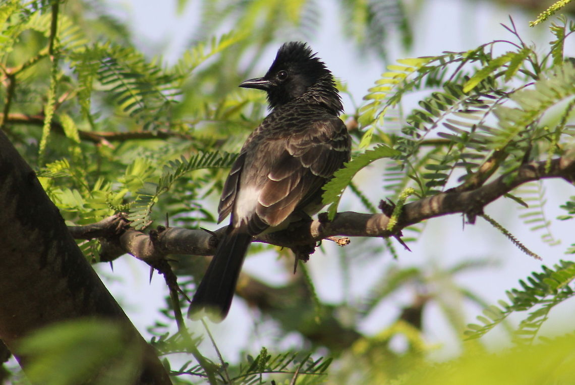 The Red-vented Bulbul  Geotagged,India,Pycnonotus cafer,Red-vented Bulbul