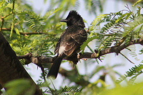 The Red-vented Bulbul  Geotagged,India,Pycnonotus cafer,Red-vented Bulbul