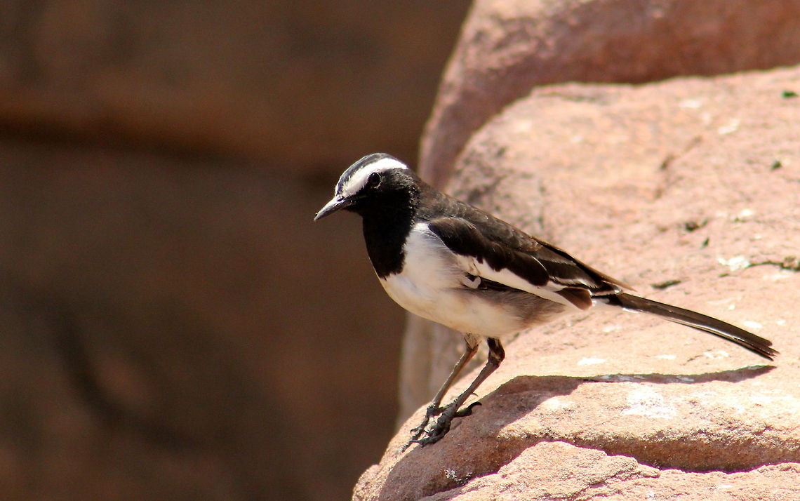 The White-browed Wagtail  Motacilla maderaspatensis,White-browed Wagtail
