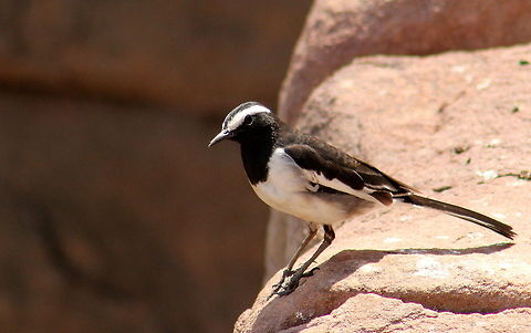 The White-browed Wagtail  Motacilla maderaspatensis,White-browed Wagtail