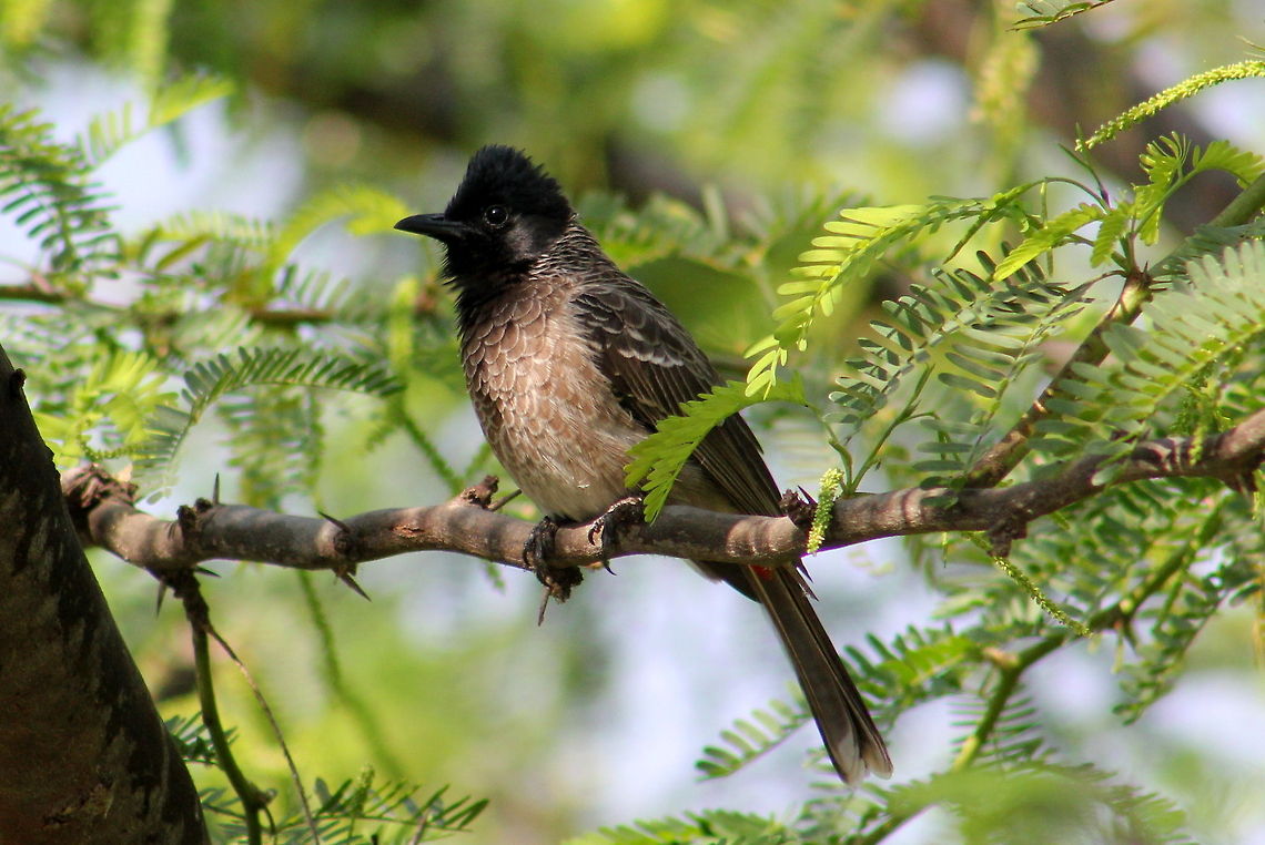 The Red-vented Bulbul  Geotagged,India,Pycnonotus cafer,Red-vented Bulbul