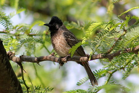 The Red-vented Bulbul  Geotagged,India,Pycnonotus cafer,Red-vented Bulbul