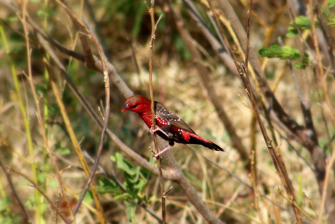 The Red Avadavat  Amandava amandava,Geotagged,India,Red Avadavat