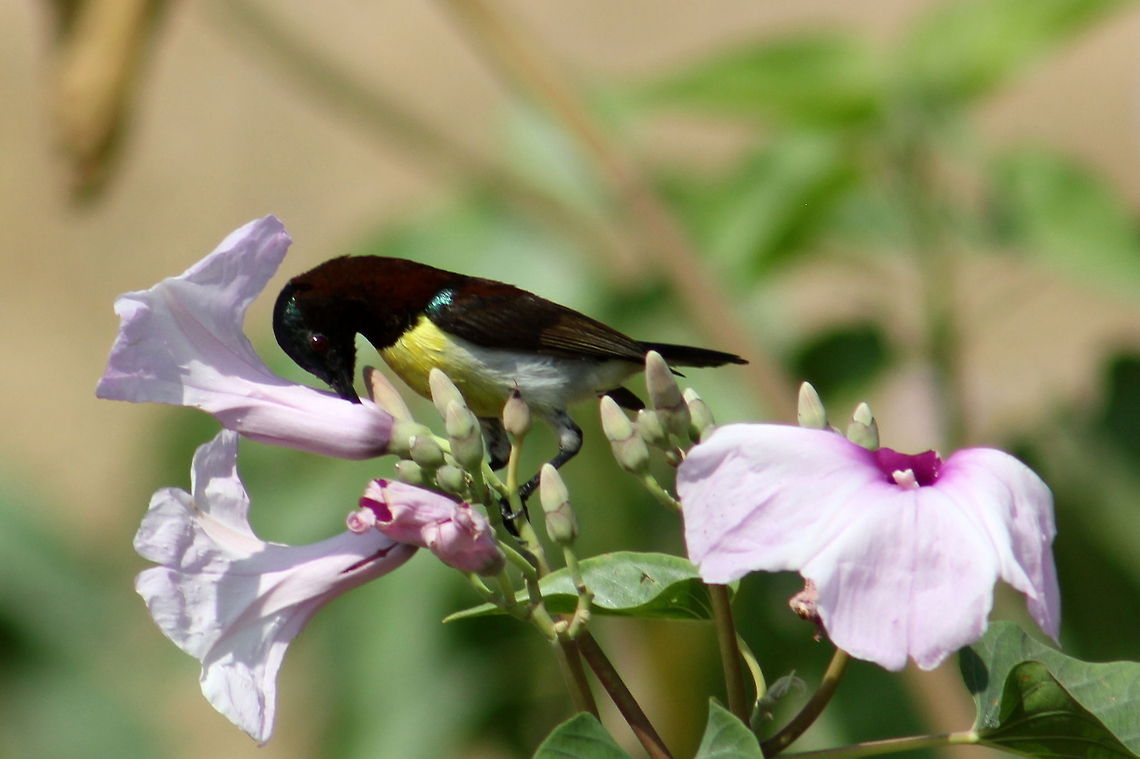 Purple-rumped Sunbird  Geotagged,India