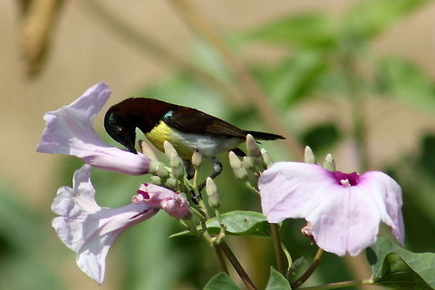 Purple-rumped Sunbird  Geotagged,India