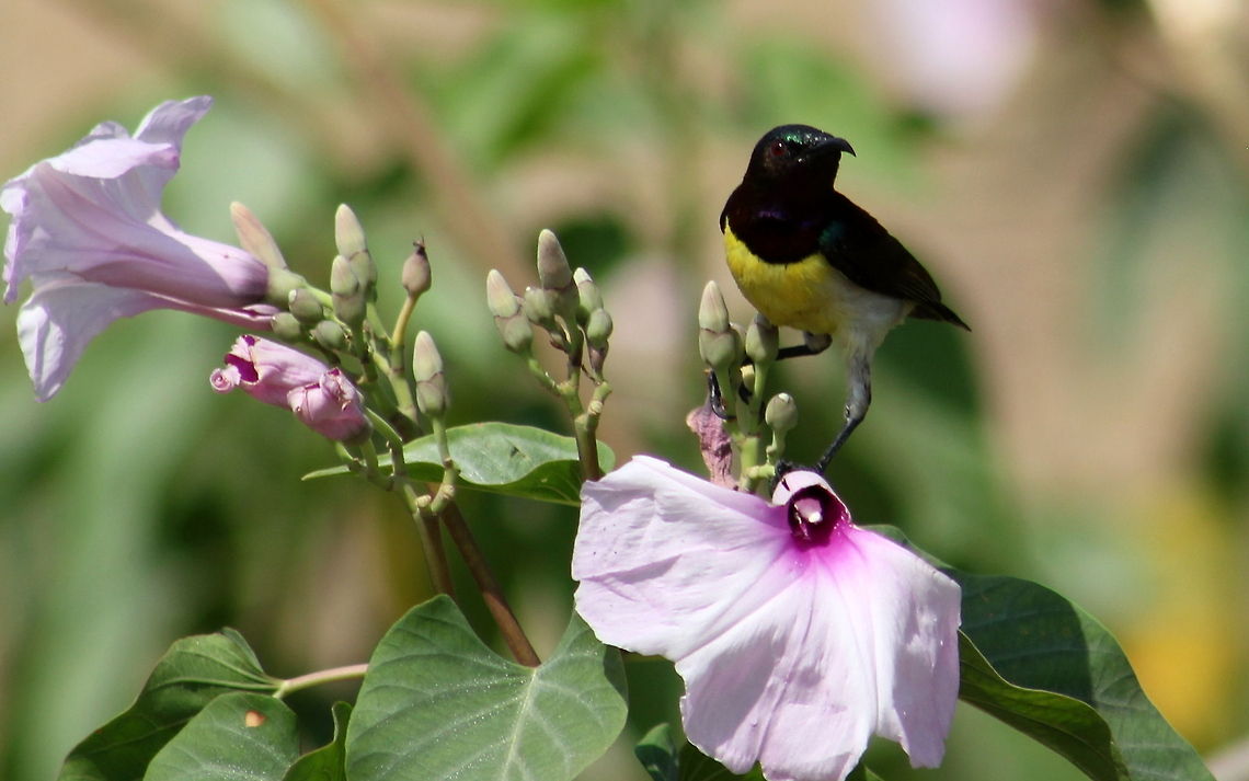 Purple-rumped Sunbird  Geotagged,India,Leptocoma zeylonica,Purple-rumped Sunbird