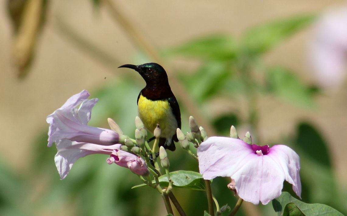 Purple-rumped Sunbird  Geotagged,India,Leptocoma zeylonica,Purple-rumped Sunbird